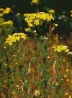 senecio